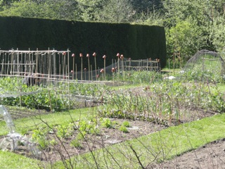 Veg allotments in Edinburgh Botanic Garden….