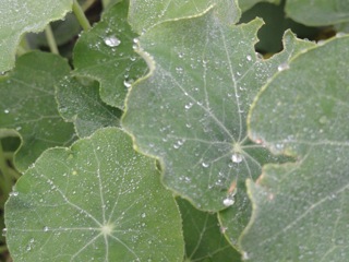 Frosty mornings…