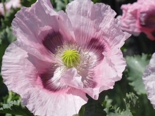 Poppies a-flutter….