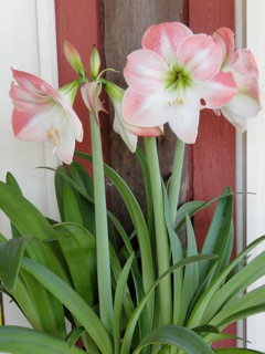 Hip Lilies….