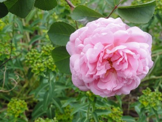 Musk rose….