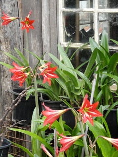 Lovely lilies….