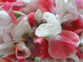 Gather ye sweet peas…..