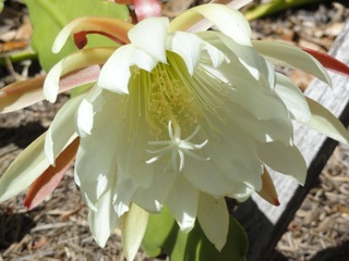 Intriguing blooms….