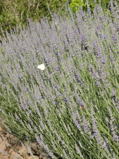 Summer lavender….