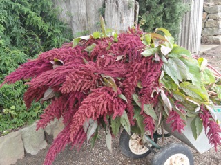 Flowers by the barrow-load….