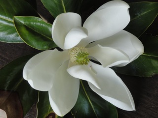 Magnolia valentine…