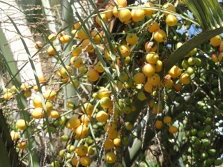 Fruits of the Jelly Wine Palm (butia capitata)…