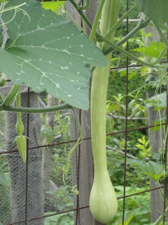 Zucchinis on the rampage….