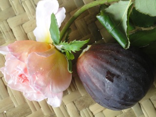 Figs & roses….