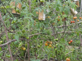 Autumn tomatoes….