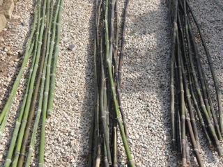 Black bamboo…