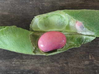 Easter bean…