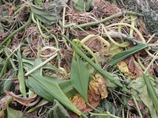 Compost delight….