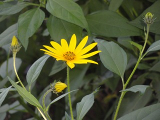 Jerusalem artichoke season….