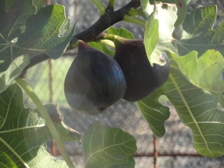 Late figs….