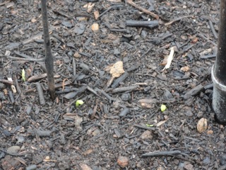 First shoots…