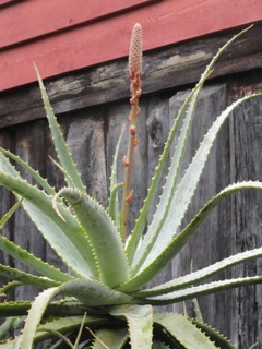 Aloe again….