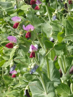 Sweet peas….