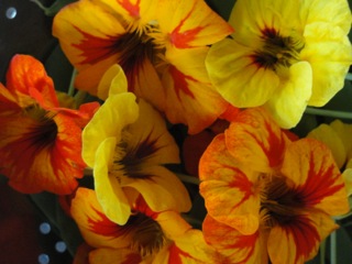 Naughty nasturtiums….