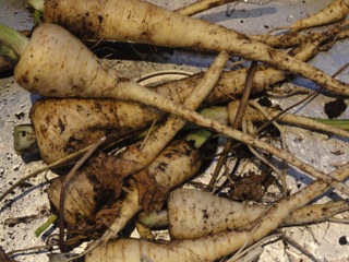 Sweet parsnips…