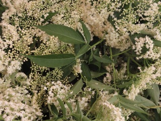 Elderflower time….