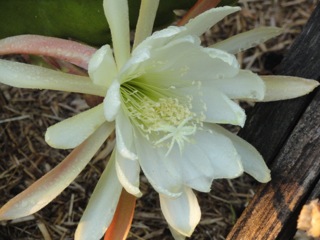 Epiphyllum today…