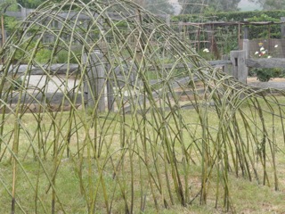 The willow structure….