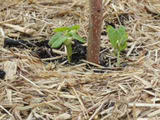 Late spring in the veg garden…