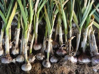 Garlic harvest….