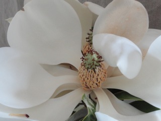 Magnolia grandiflora….