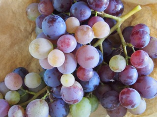 Luscious grapes…