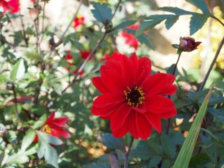 Dazzling dahlias…