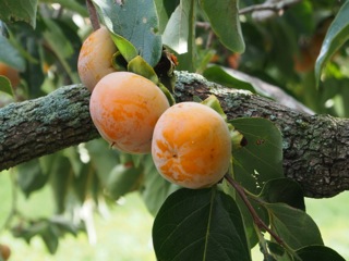 Persimmon madness….