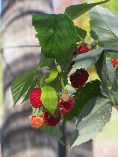 Autumn berries….