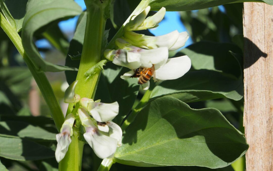 Broad beans here we come….