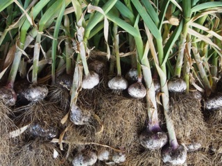 Great garlic harvest 2014….