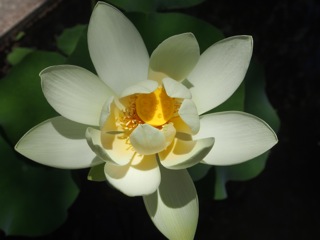 Lotus New Year….