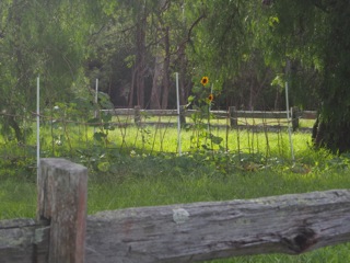 Pumpkin patch….