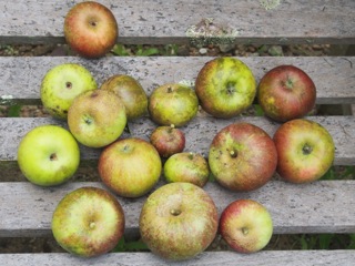 Early apples…..