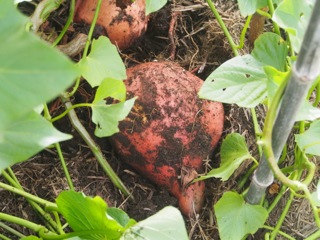 Sweet potato story….