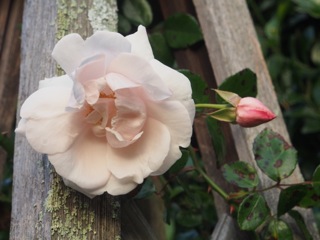 Autumn rose for Open Garden…..