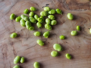 Broad bean eclipse….