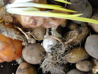 Kitchen Gardening Day prep….