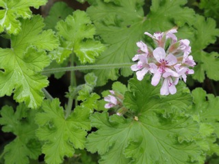 Mid-Spring in the Garden