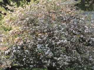 Malus Blossom in the late afternoon light….