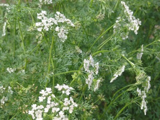 Clouds of Coriander!