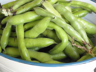 Last of the Broad Beans…..