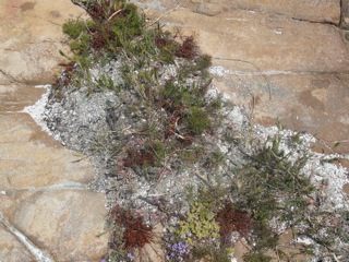 Seaside vegetation/inspiration continued….