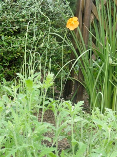 Orange poppies….